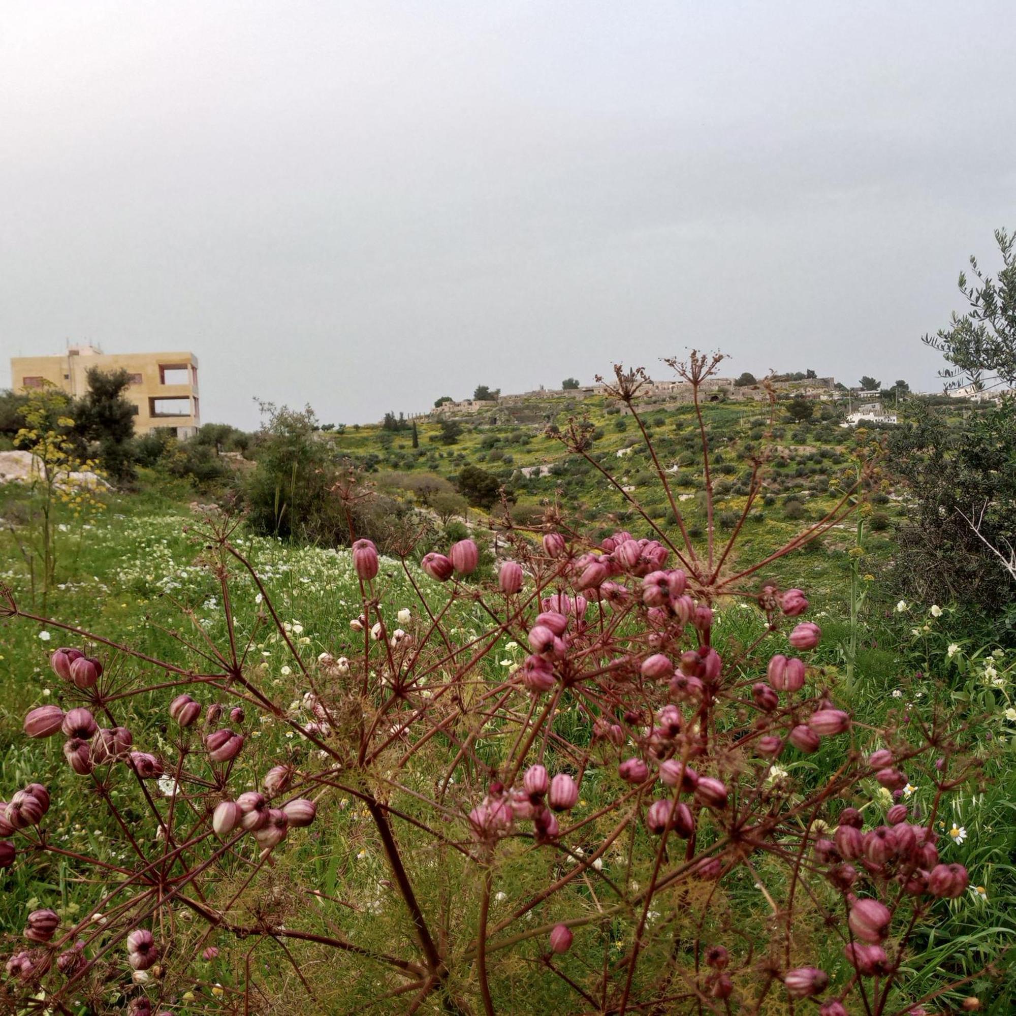Appartement Al-Bustan House& Umm Qais à Umm Qays Extérieur photo